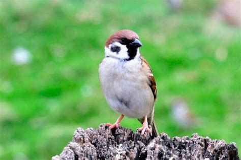 麻雀 窩|【麻雀祕密】麻雀真的變少了？「害鳥」其實是誤會？。